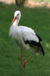 Sample 3 – Stork