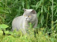 Sample 2 – British shorthair