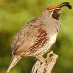 Sample 3 – Gambels quail