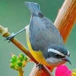 Sample 1 – Bananaquit