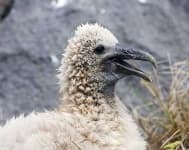 Sample 1 – Albatross