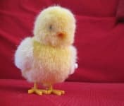 Sample 4 – Chicken