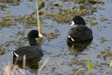 Sample of American coot