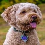 Sample 6 – Cockapoo
