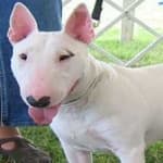 Sample 1 – Bull terrier