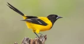 Sample 2 – Oriole