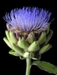 Sample 9 – Artichoke flower