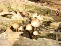 Sample 2 – Hen of the woods