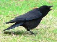 Sample 5 – Crow