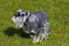Sample 6 – Miniature schnauzer