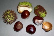 Sample 5 – Buckeye