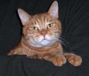 Sample 4 – Tabby