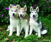 Sample 5 – Siberian husky