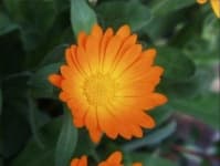 Sample 4 – English marigold