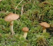 Sample 5 – Suillus