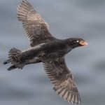 Sample 5 – Crested auklet