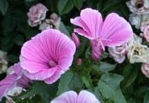 Sample 1 – Tree mallow