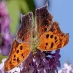 Sample 8 – Mark butterfly