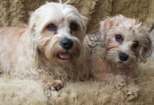 Sample 2 – Dandie dinmont