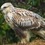 Sample of Rough leg buzzard