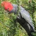 Sample 1 – Gang gang cockatoo