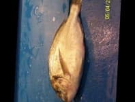 Sample 2 – Gilt head bream