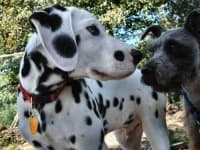 Sample 5 – Dalmatian