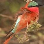Sample 3 – Carmine bee eater