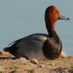 Sample 2 – Red headed duck