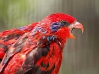 Sample of Lory