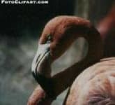 Sample 6 – Flamingo head