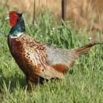 Sample 6 – Ring necked pheasant