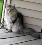 Sample 2 – Maine coon