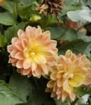 Sample 4 – Pink yellow dahlia
