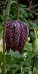 Sample 3 – Fritillary
