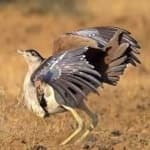 Sample 5 – Indian bustard