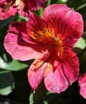 Sample 3 – Peruvian lily