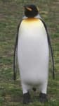 Sample 6 – Penguin