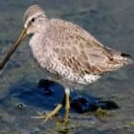 Sample of Short billed dowitcher