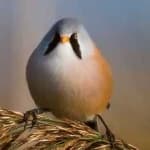 Sample 4 – Bearded reedling