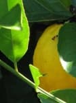 Sample 2 – Lemon
