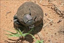 Sample 3 – Dung beetle
