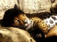 Sample 4 – Jaguar car