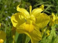 Sample 5 – Yellow iris