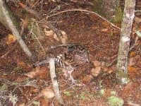 Sample 6 – Ruffed grouse