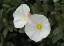 Sample 1 – Silverbush