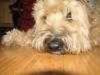 Sample 5 – Soft coated wheaten terrier