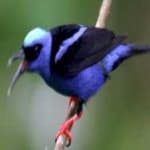 Sample 4 – Red honey creeper