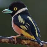 Sample 24 – Black yellow broadbill