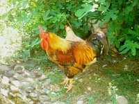 Sample 3 – Chicken